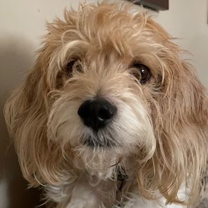 Meet your Posher, Emilia